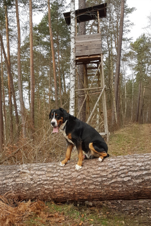 Arvo