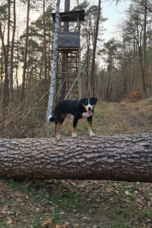 Ellie