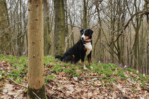 Ellie sitzt im Lerchensporn