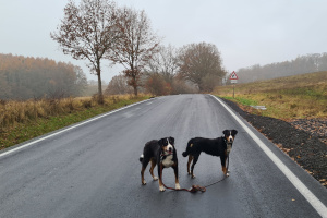 Kontrolle bei Regen