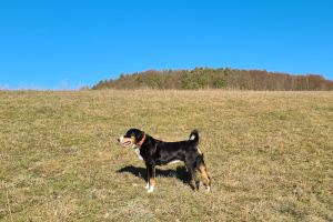 Ellie kurz nach der OP