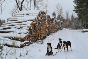Winter Januar 2021