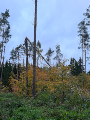 Ignaz Oktober 2021