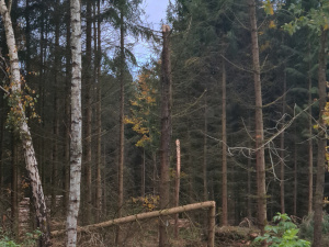 Ignaz Oktober 2021