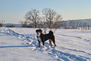 Jocy im Schnee