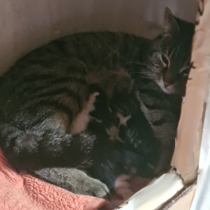 Katzenkinder
