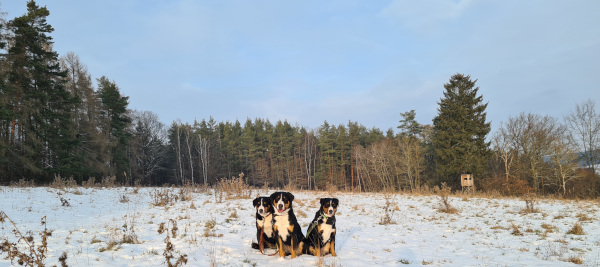 Winter im Januar 2021