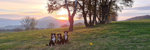 Trio im Sonnenuntergang