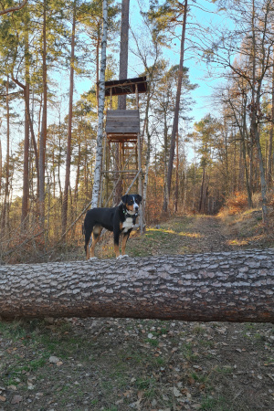 Trixie