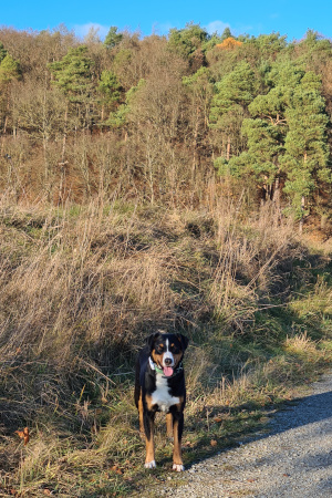 Trixie