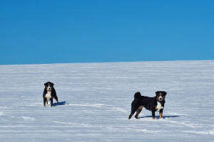 Ellie und Trixie im Schnee