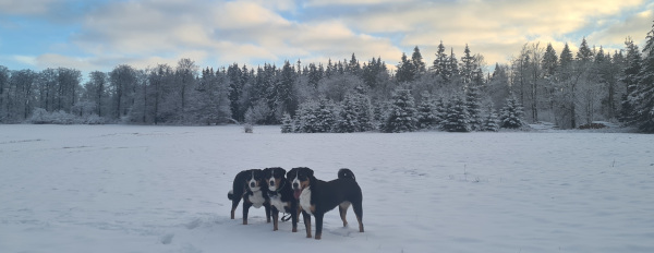 Winterwiese bei Ruhla