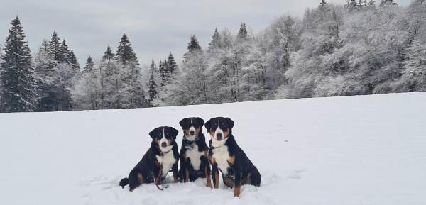 Winterwiese bei Ruhla