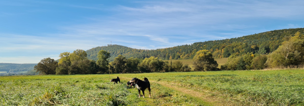 ungemähte Wiese im Oktober