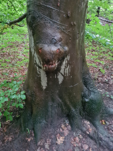 besonderer Baum