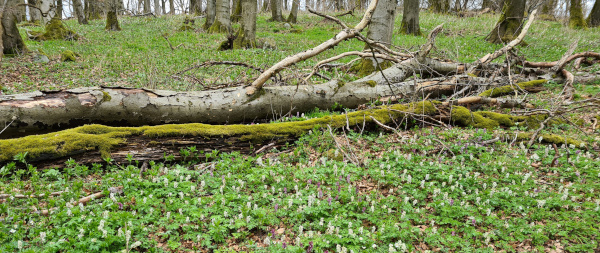 blühender Wald