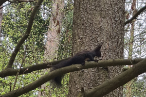 Eichhörnchen