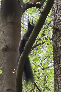 Eichhörnchen
