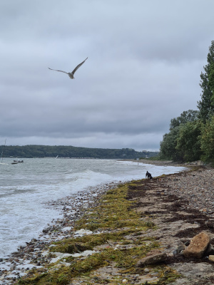 Hundestrand leer