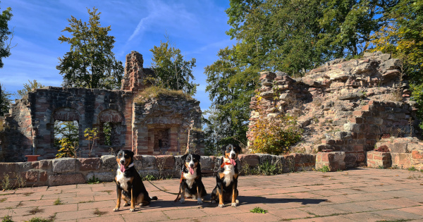 auf der Krayenburg