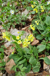 Schlüsselblume