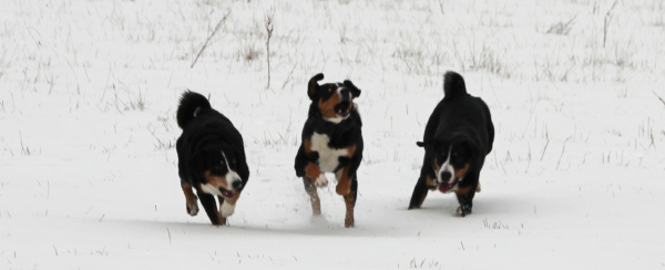 Toben im Schnee