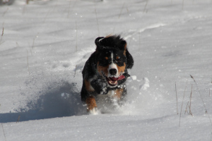 Toben im Schnee