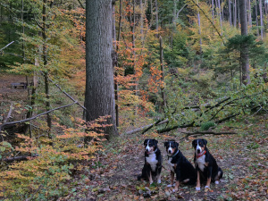 Tröpfelsbörnchen