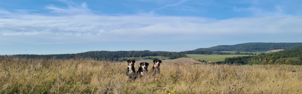 vor lauter Wiese