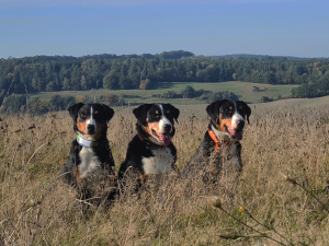 vor lauter Wiese