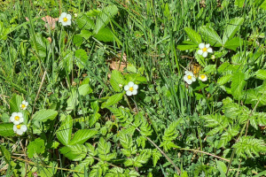 Walderdbeeren