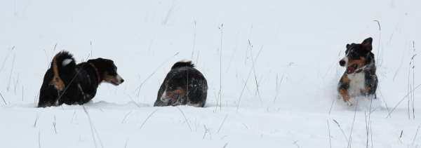 Toben im Schnee