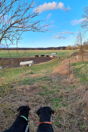 Alter Weißendiezer Weg