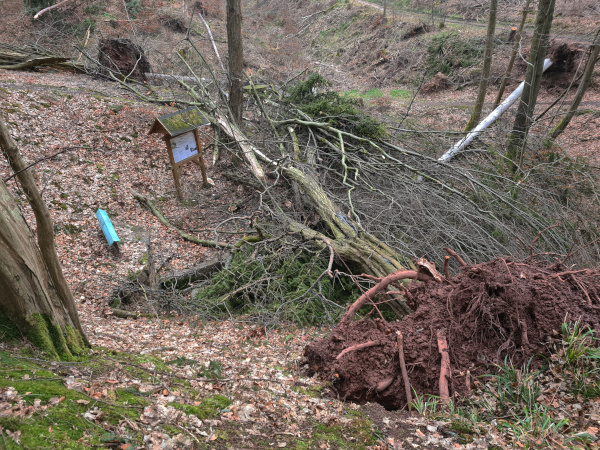 Tröpfelsbörnchen