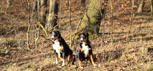 Waldspaziergang