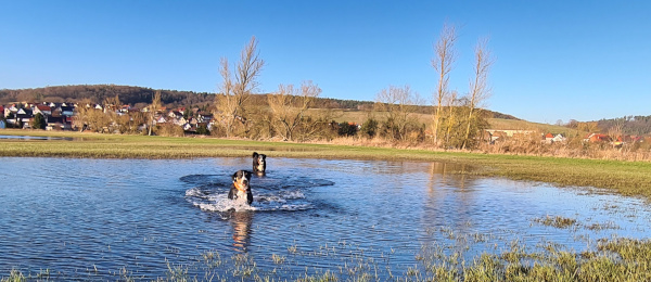 Pfotenbad im Februar