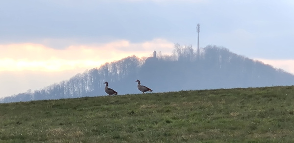 Gänse am Rahberg