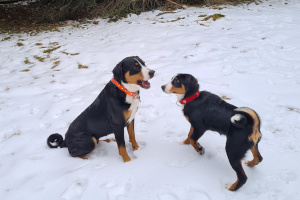 Jocy und Mara