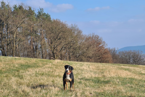 Jocy am Augenschein