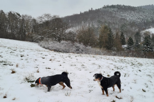 finde das Gras