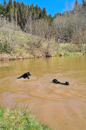 schwimmen