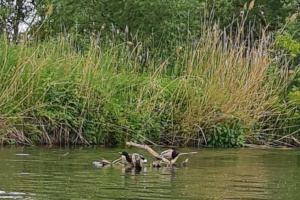 Enten