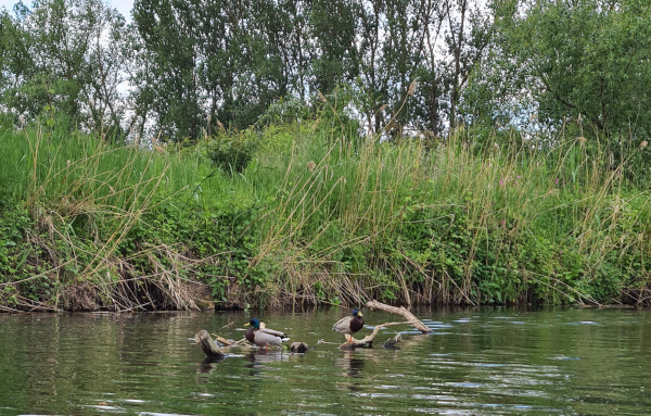 Entenfamilie