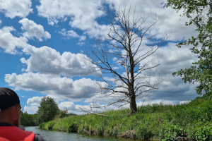 toter Baum
