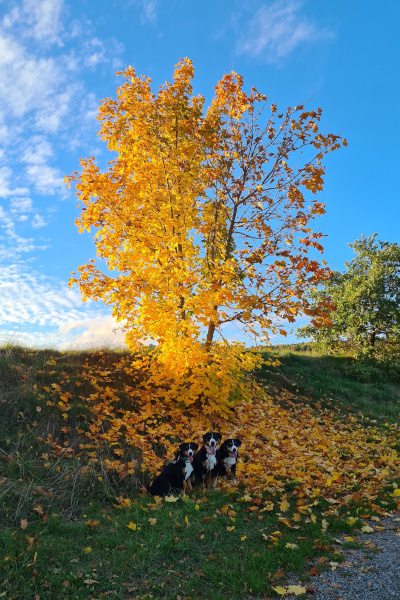 goldener Oktober