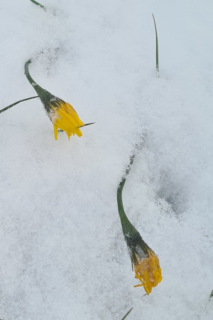 Schnee