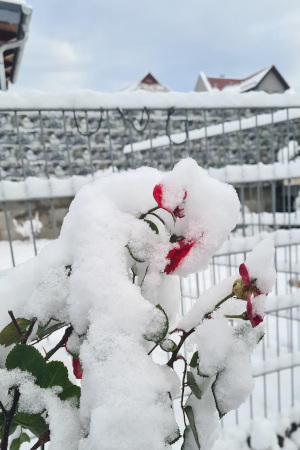 Schnee