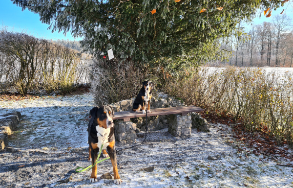 Advent