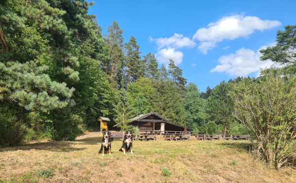 Sennenhundetreffen