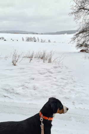Schnee so weit...
